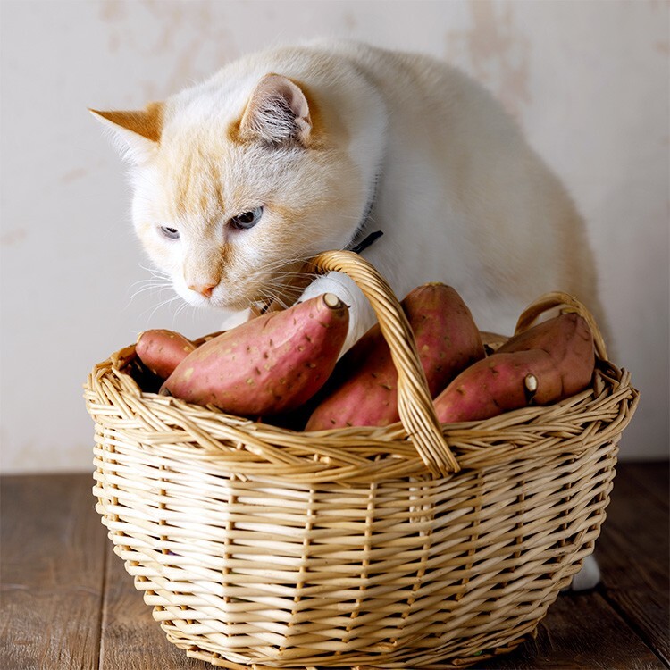 
        Кошка и&nbsp;картошка: 22&nbsp;милых снимка, демонстрирующих единство приятного и&nbsp;полезного    