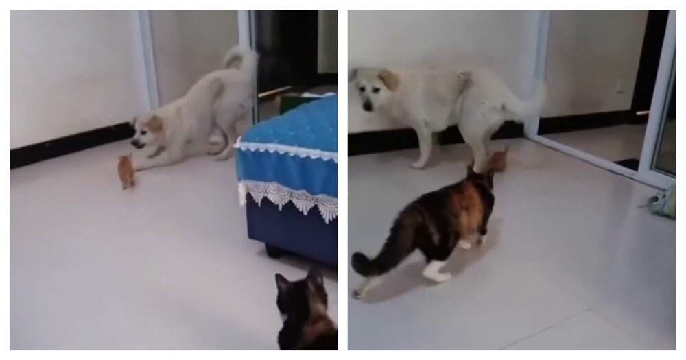 Кошка подумала, что пёс обидел котенка
Кошка подумала, что пёс обидел котенка