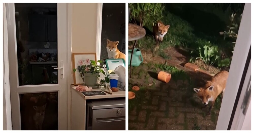 
        Лисы ждут, пока их&nbsp;покормят    