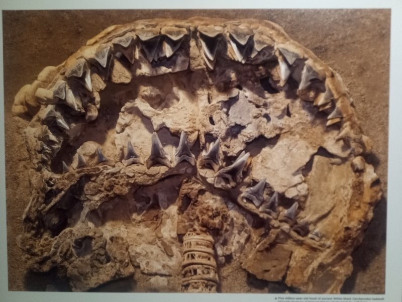 
        18&nbsp;находок, позволяющих узнать об&nbsp;удивительных жителях планеты ушедших эпох    