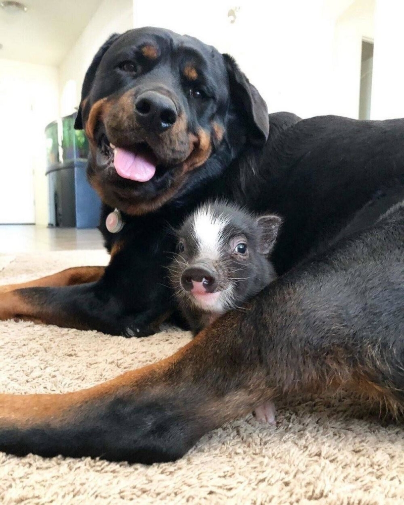 
        20&nbsp;поводов улыбнуться и&nbsp;восхититься, подаренных природой    