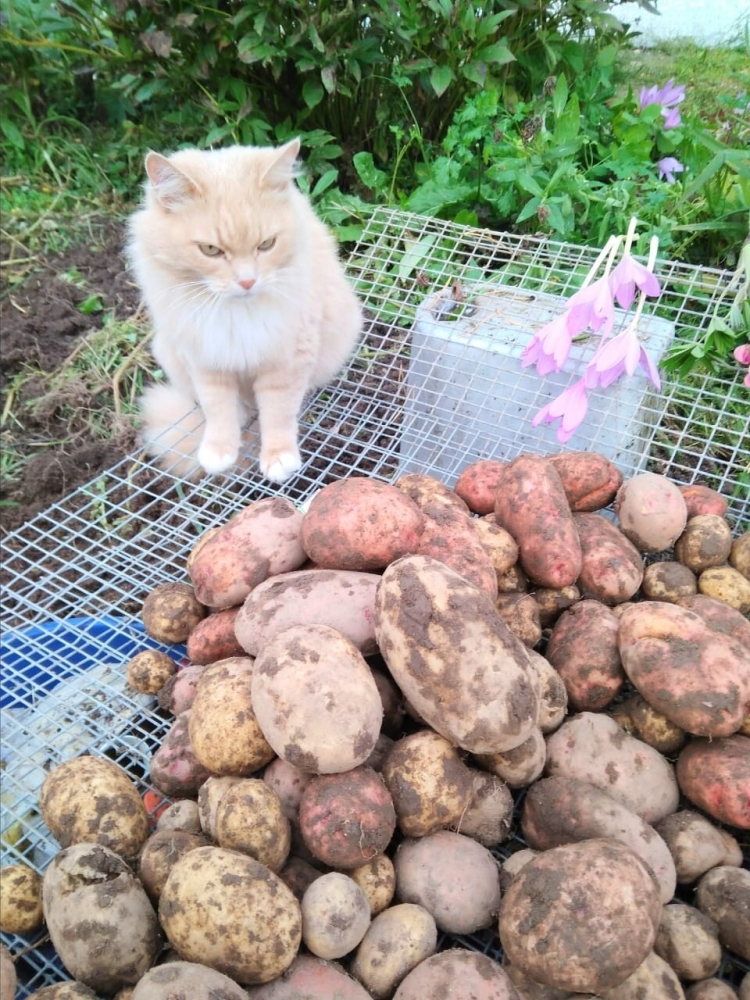 
        Кошка и&nbsp;картошка: 22&nbsp;милых снимка, демонстрирующих единство приятного и&nbsp;полезного    