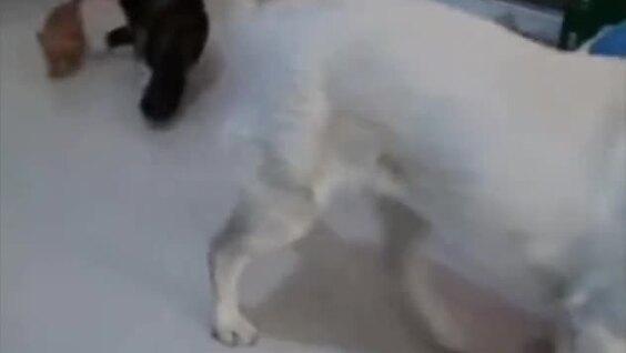 Кошка подумала, что пёс обидел котенка
Кошка подумала, что пёс обидел котенка