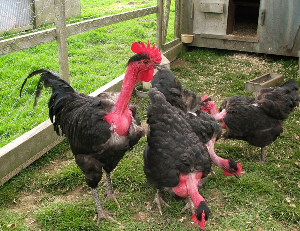 
        Лысая курица: эта&nbsp;израильская порода вызвала скандал и&nbsp;бурю эмоций    