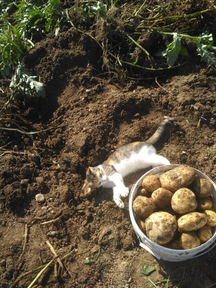 
        Кошка и&nbsp;картошка: 22&nbsp;милых снимка, демонстрирующих единство приятного и&nbsp;полезного    