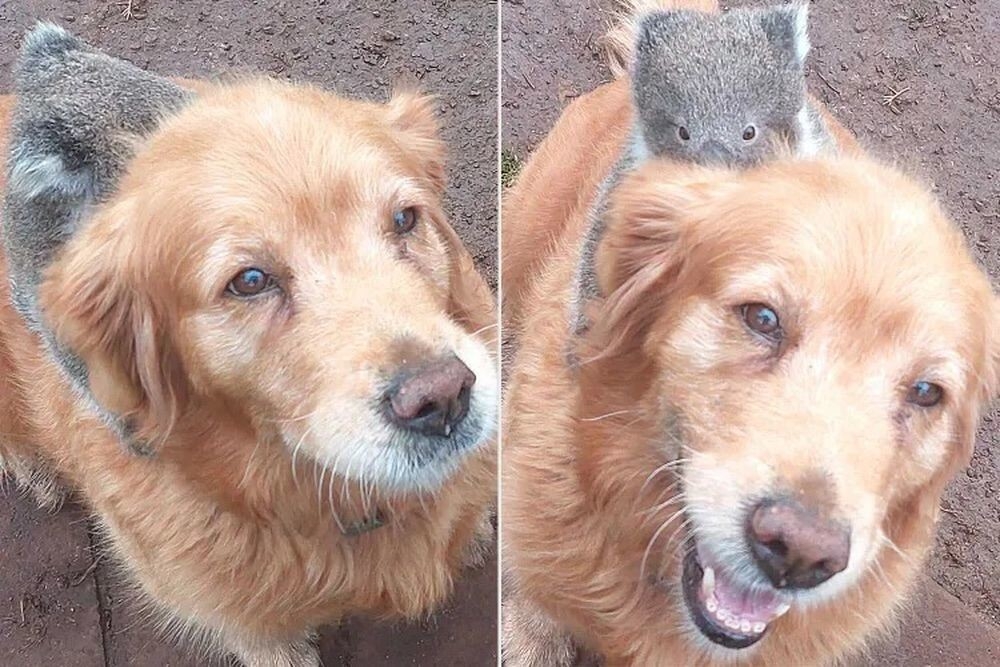 
        Собака прокатила на&nbsp;спине детёныша коалы, упавшего с&nbsp;дерева    