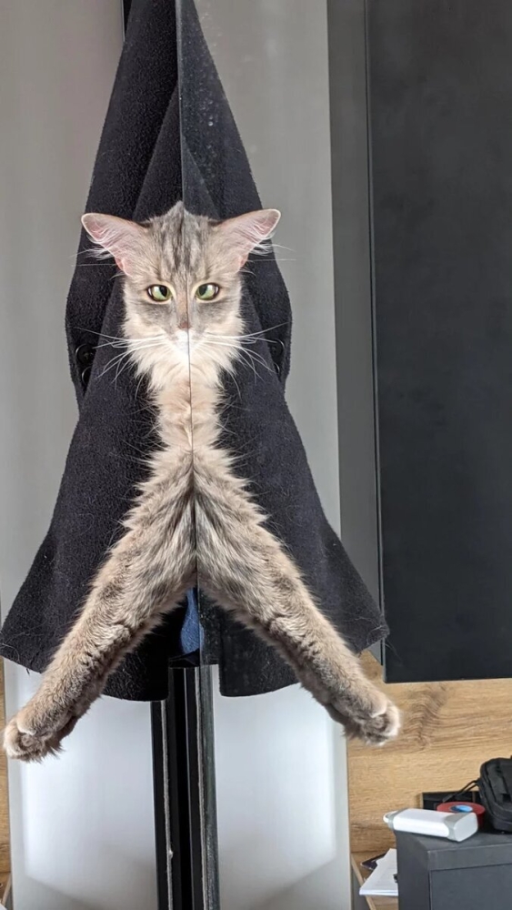 15 фотографий, которые доказывают, что котики и зеркала — это идеальное сочетание
15 фотографий, которые доказывают, что котики и зеркала — это идеальное сочетание