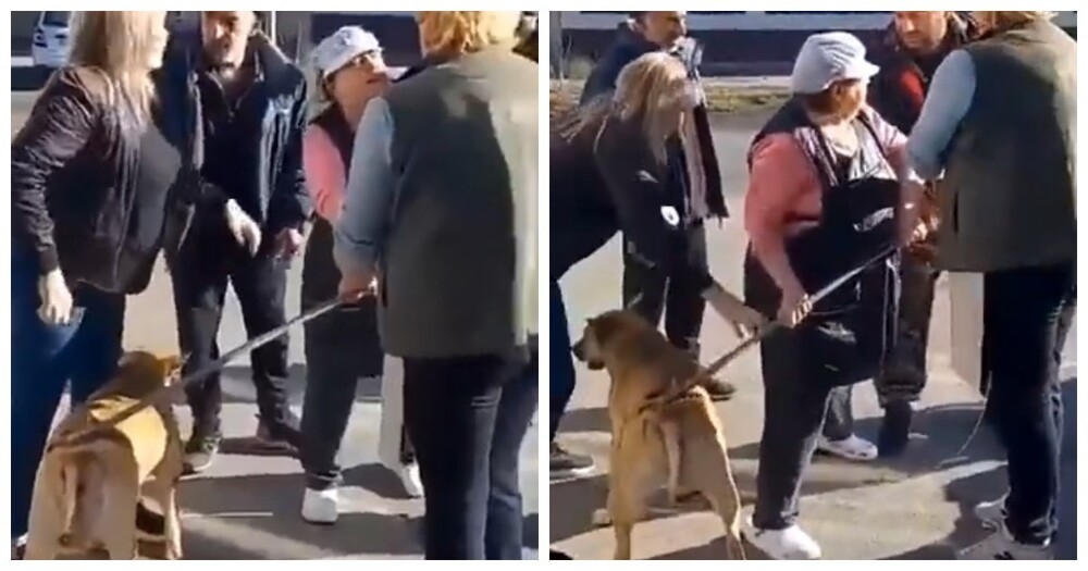 
        В&nbsp;Ставрополе зоозащитники отобрали собаку у&nbsp;службы отлова    