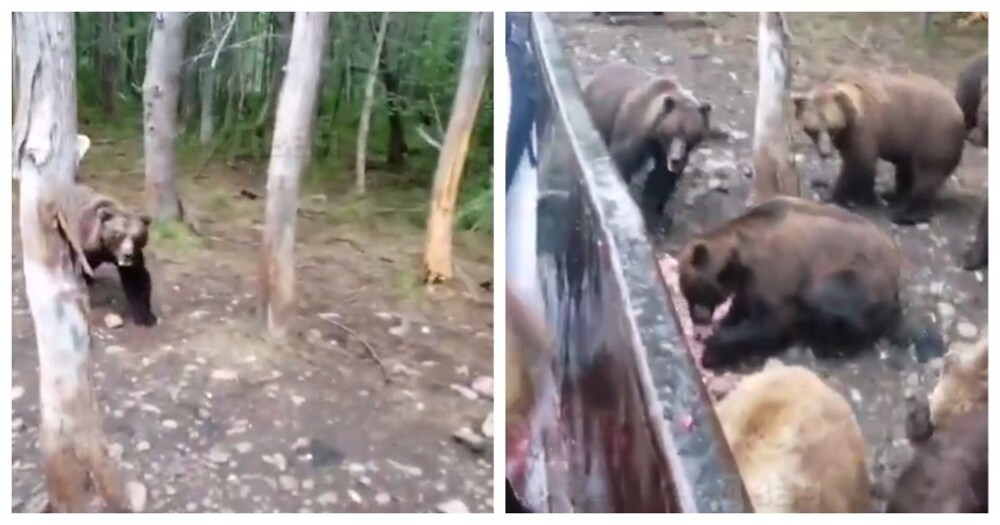 Мужчины подкармливают медведей в лесу
Мужчины подкармливают медведей в лесу