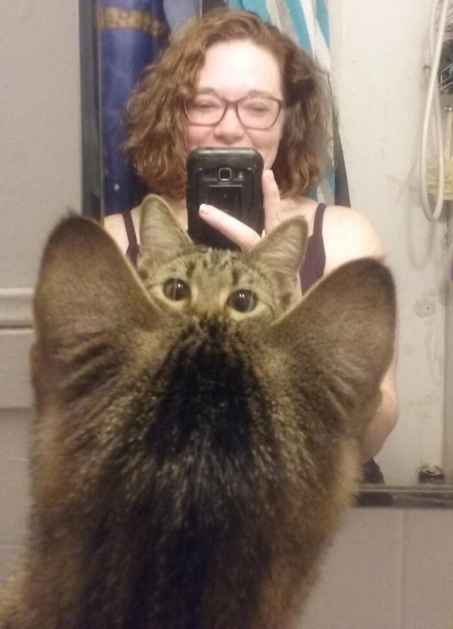 Смешные фотобомбы: пушистая версия Смешные фотобомбы: пушистая версия