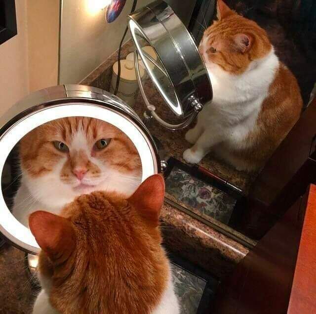 15 фотографий, которые доказывают, что котики и зеркала — это идеальное сочетание
15 фотографий, которые доказывают, что котики и зеркала — это идеальное сочетание