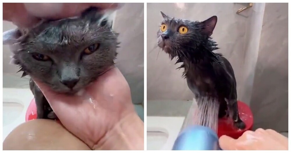 Купание воспитанного кота
Купание воспитанного кота