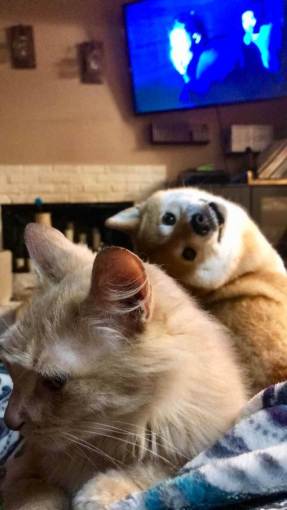 Смешные фотобомбы: пушистая версия Смешные фотобомбы: пушистая версия