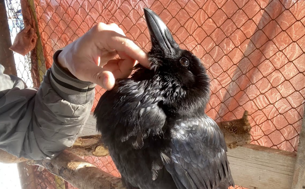 
        Причины, по&nbsp;которым не&nbsp;стоит заводить дома ворона    