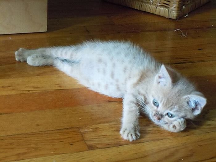 
        20&nbsp;животных, изяществу и&nbsp;грации которых позавидует любая модель    