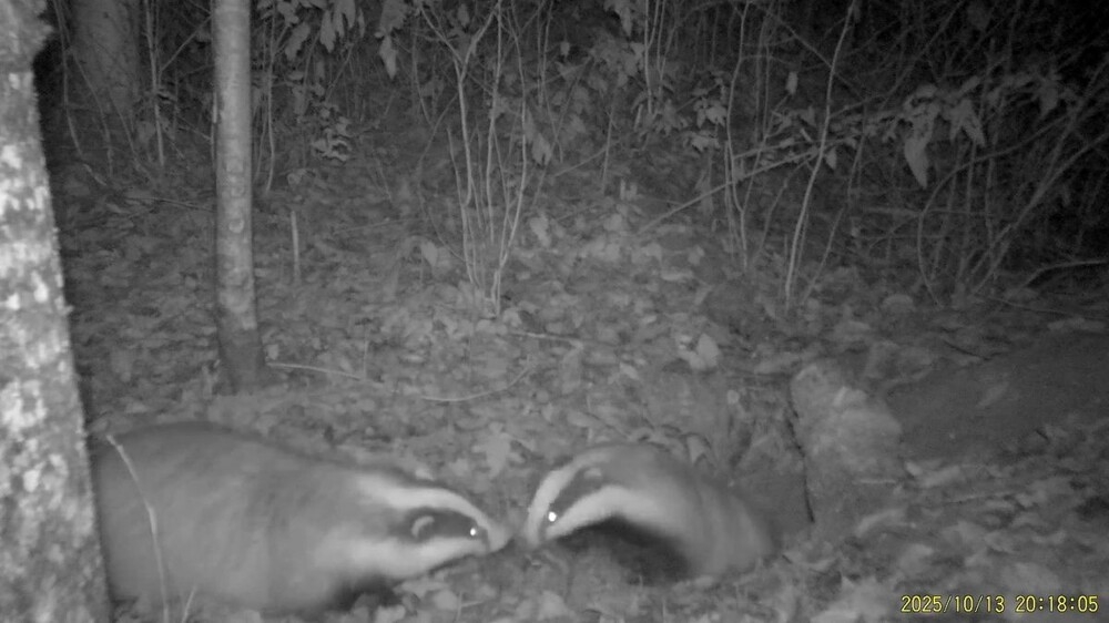 
        Семейная ссора барсуков    