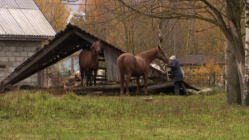 Лошади на самовыпасе терроризируют жителей СНТ под Петербургом
Лошади на самовыпасе терроризируют жителей СНТ под Петербургом