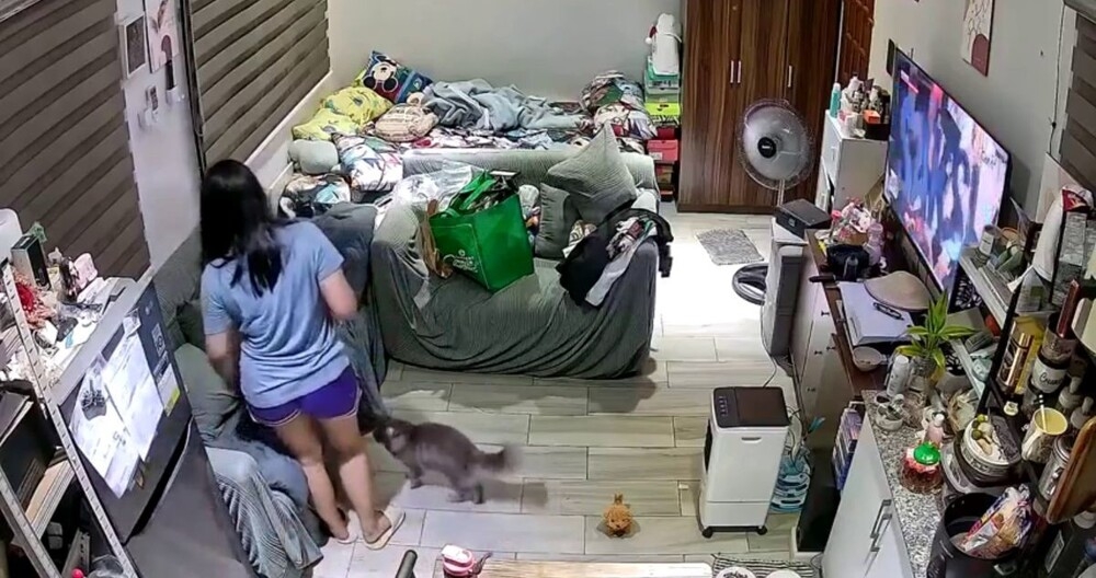 Кот внезапно напал на хозяйку
Кот внезапно напал на хозяйку