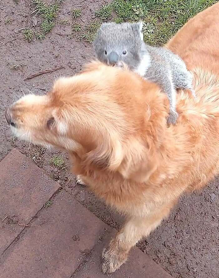 
        Собака прокатила на&nbsp;спине детёныша коалы, упавшего с&nbsp;дерева    