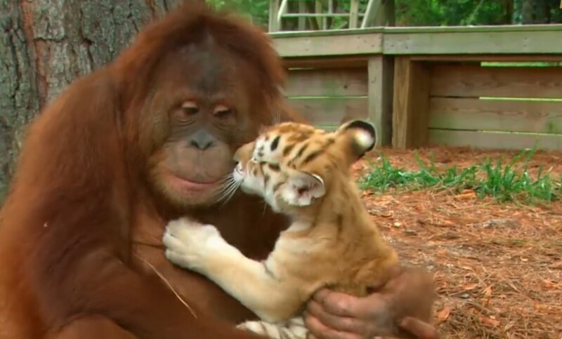 
        Орангутан нянчится с&nbsp;тигрятами    