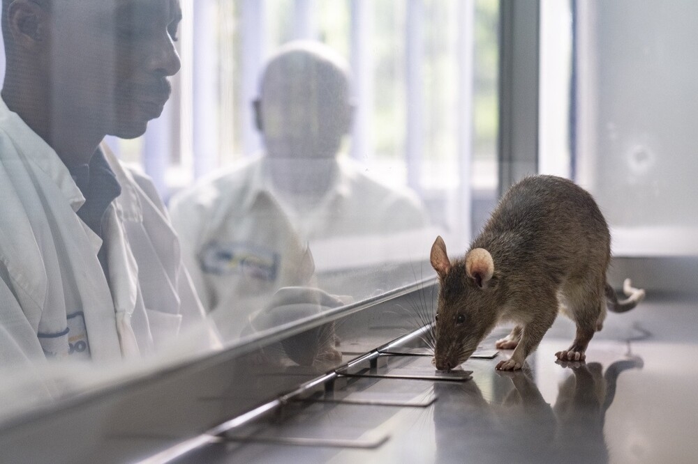 
        В&nbsp;Африке крыс обучают выявлять туберкулёз    