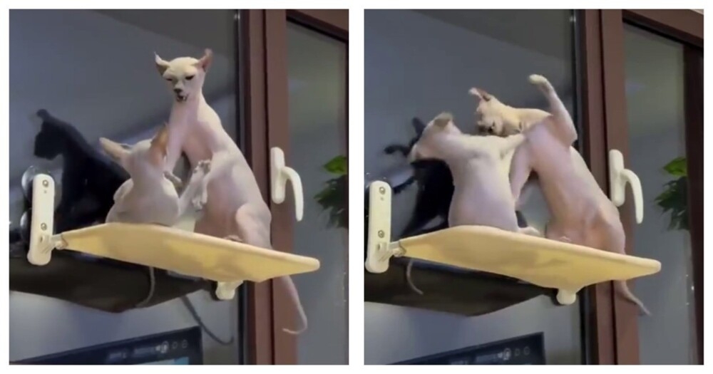 
        Схватка лысых котов    