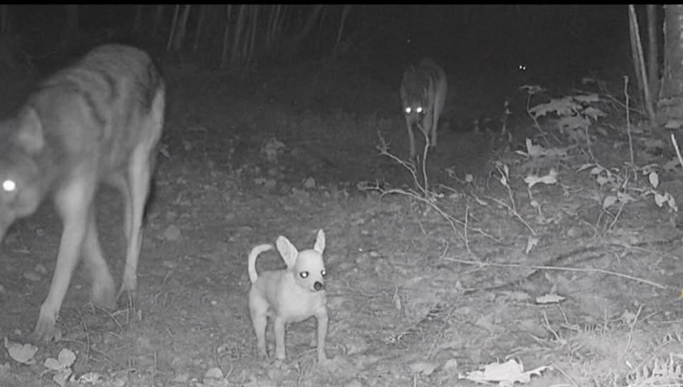 Какие породы собак выживут в дикой природе?
Какие породы собак выживут в дикой природе?