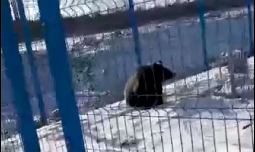 
        Бесстрашный охранник на&nbsp;космодроме Восточный помог заблудившемуся медведю    