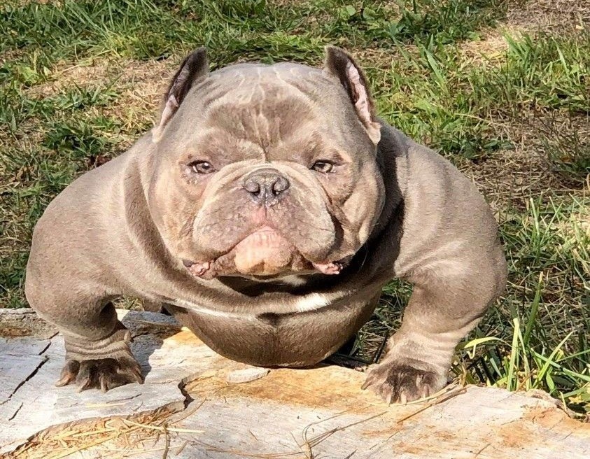 
        Американский булли    