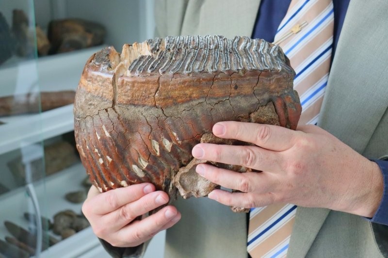 
        18&nbsp;находок, позволяющих узнать об&nbsp;удивительных жителях планеты ушедших эпох    