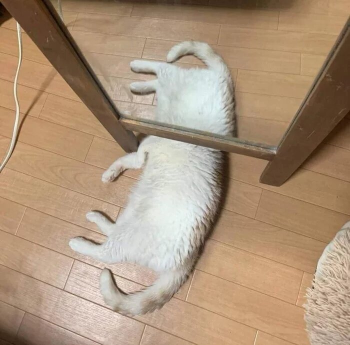 15 фотографий, которые доказывают, что котики и зеркала — это идеальное сочетание
15 фотографий, которые доказывают, что котики и зеркала — это идеальное сочетание
