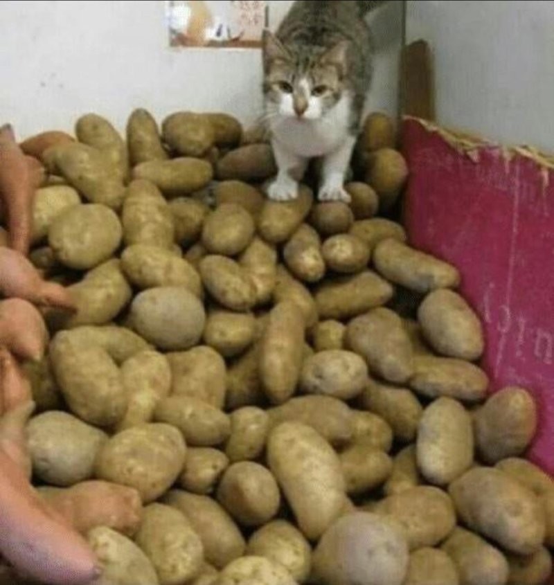 
        Кошка и&nbsp;картошка: 22&nbsp;милых снимка, демонстрирующих единство приятного и&nbsp;полезного    