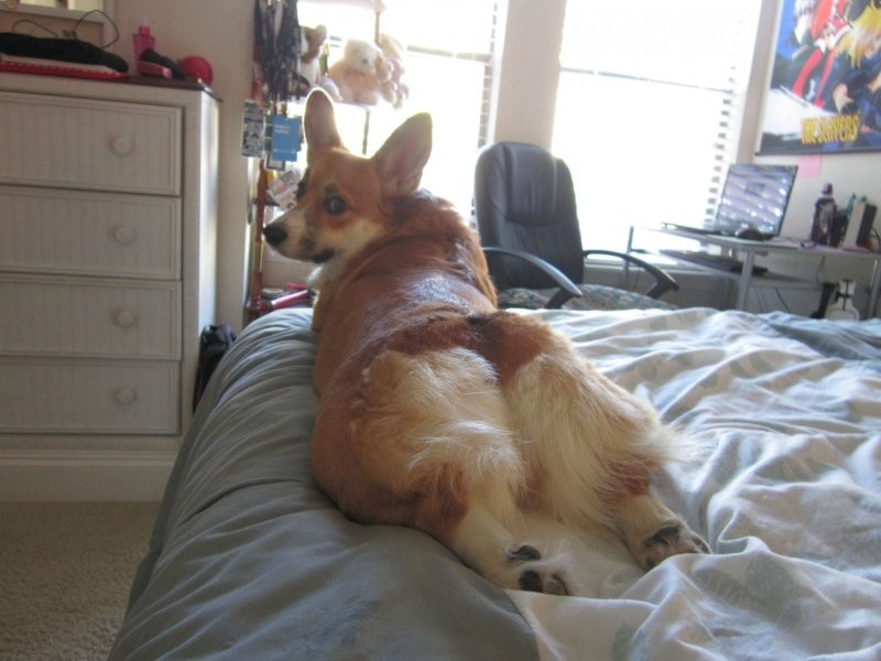 
        20&nbsp;животных, изяществу и&nbsp;грации которых позавидует любая модель    