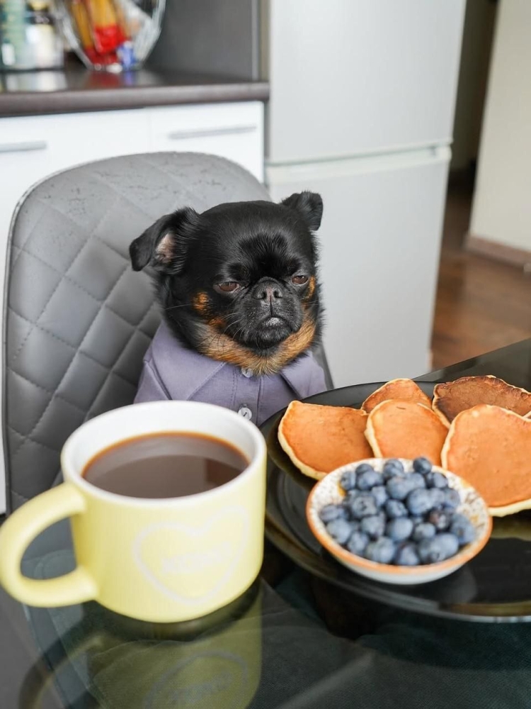 
        Пёс&nbsp;с&nbsp;постоянно хмурой мордочкой    