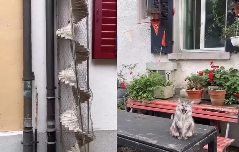 
        Кошачьи лестницы в&nbsp;Швейцарии    