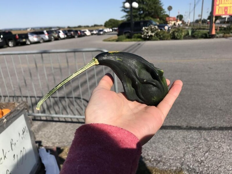 
        20&nbsp;фотографий, демонстрирующих таланты созданий природы в&nbsp;искусстве маскировки    