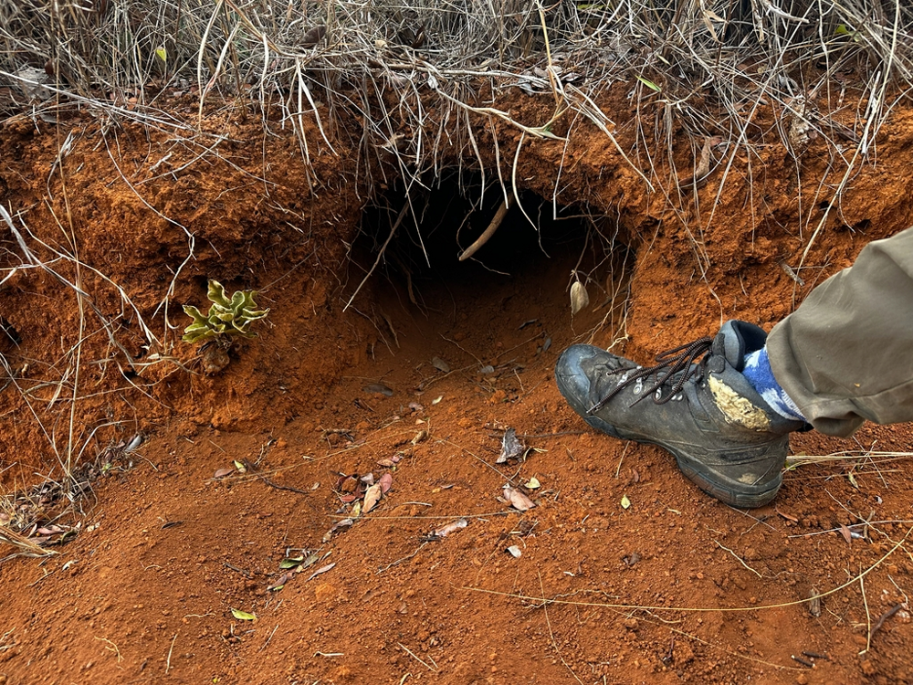 
        Гигантский броненосец: превратил свои лапы в&nbsp;клешни, из-за которых больше не&nbsp;может нормально ходить    