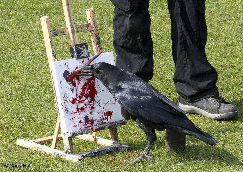 
        Причины, по&nbsp;которым не&nbsp;стоит заводить дома ворона    