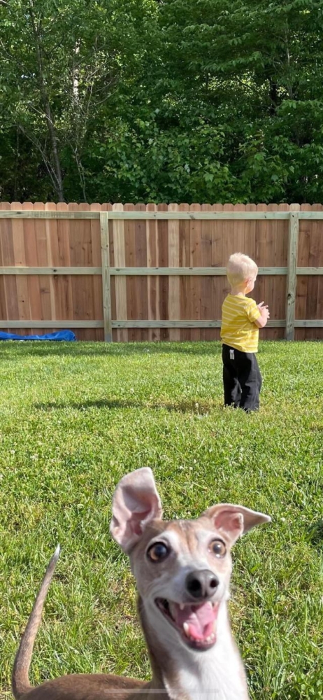 Смешные фотобомбы: пушистая версия Смешные фотобомбы: пушистая версия