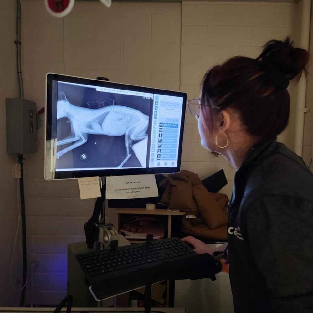 
        Кошка пережила трёхнедельное путешествие через океан в&nbsp;грузовом контейнере    