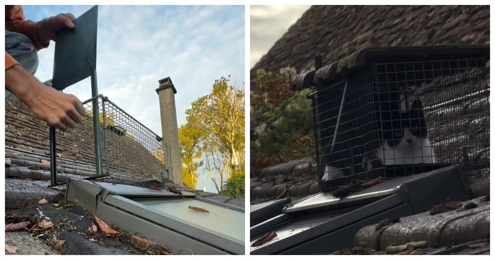 
        Парень случайно поймал кота, устанавливая ловушку для&nbsp;крыс    