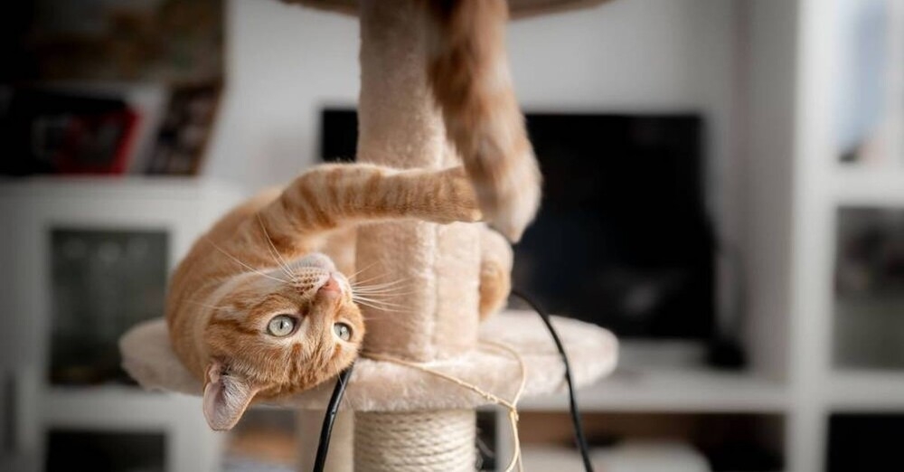 Достойный противник: кошки против хвостов
Достойный противник: кошки против хвостов