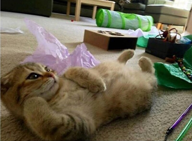 
        20&nbsp;животных, изяществу и&nbsp;грации которых позавидует любая модель    