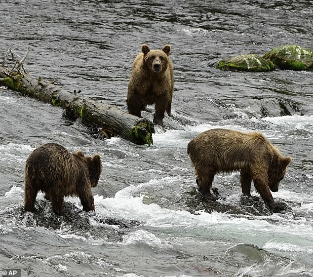 Косолапый со сломанной челюстью признан самым упитанным медведем Аляски
Косолапый со сломанной челюстью признан самым упитанным медведем Аляски
