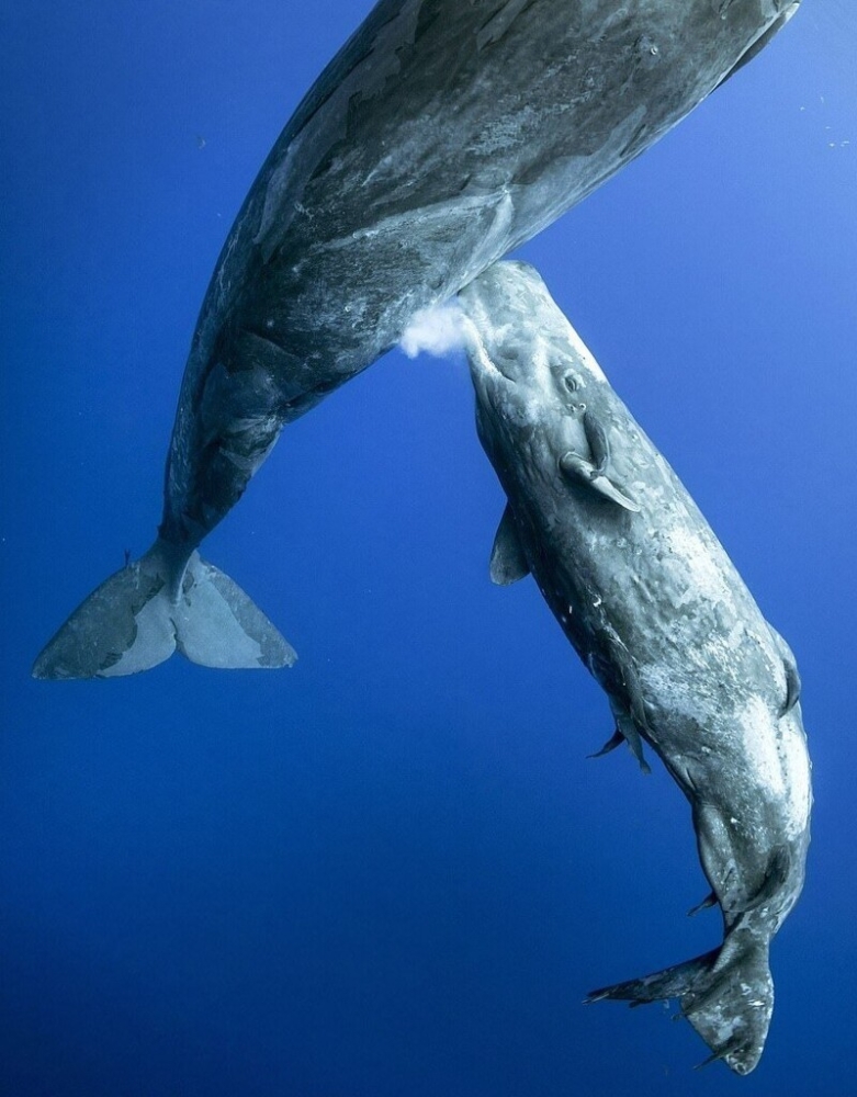 
        20&nbsp;кадров, приоткрывающих завесу тайн океанских глубин    