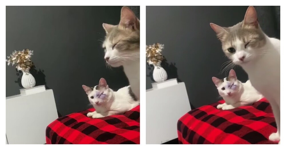 
        Коту сделали глазную операцию, и&nbsp;теперь второй питомец прикрывает свой глаз, подражая ему    