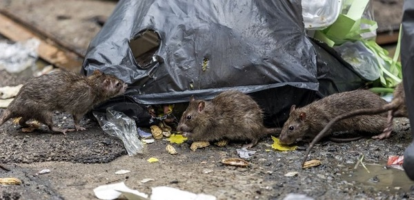 
        Невидимая война в&nbsp;подвалах: почему в&nbsp;городах почти нет&nbsp;мышей, а&nbsp;крыс полным-полно?    