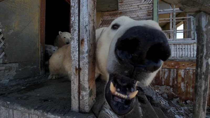 
        Белые медведи поселились на&nbsp;заброшенной советской станции    