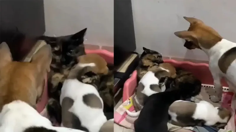 Кошка пригрела щенят
Кошка пригрела щенят