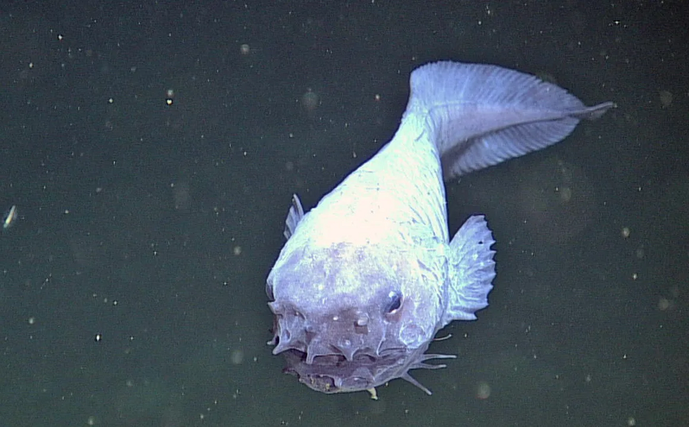 
        Морской слизень: рыба из&nbsp;Марианской впадины с&nbsp;глубины 8000 метров    